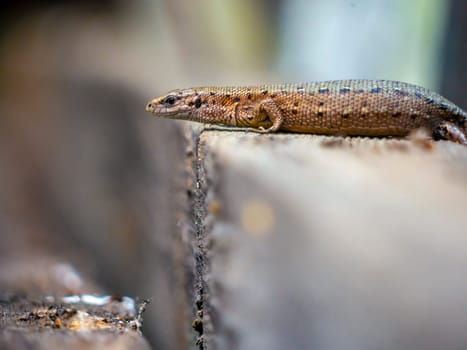 A small lizard with a tail basks in the sun in the summer sitting on wooden boards in the park. nature light