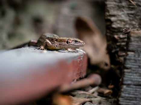 A small lizard with a tail basks in the sun in the summer sitting on wooden boards in the park. nature light