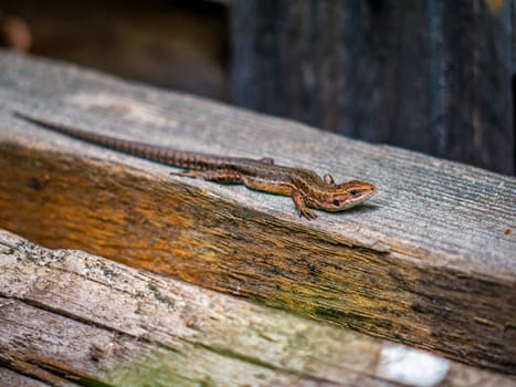 A small lizard with a tail basks in the sun in the summer sitting on wooden boards in the park. nature light