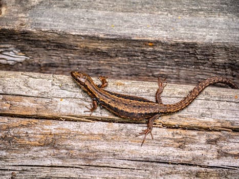 A small lizard with a tail basks in the sun in the summer sitting on wooden boards in the park. nature light