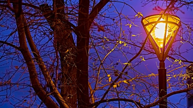 lamp in the park Trees at night