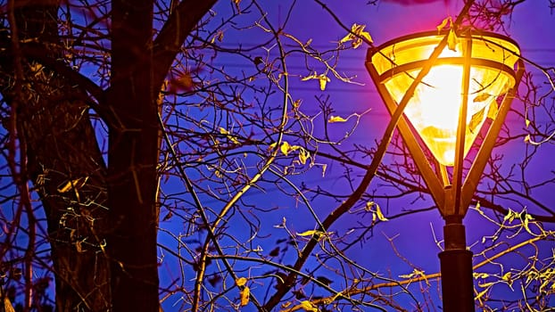 lamp in the park Trees at night