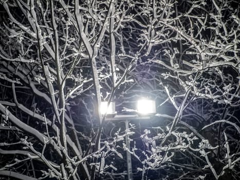 A snow-covered branch. Beautiful winter landscape with snow-covered trees.