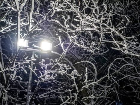 A snow-covered branch. Beautiful winter landscape with snow-covered trees.