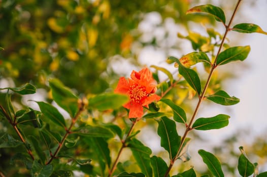 Pomegranate fruits on a pomegranate tree in a garden. Pomegranate production or agriculture concept