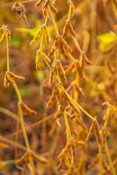 soybean grows on the field. Selective focus. nature.