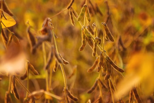 soybean grows on the field. Selective focus. nature.