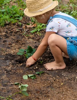 a child plants strawberries in the garden. Selective focus. nature.