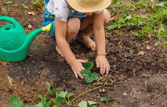 a child plants strawberries in the garden. Selective focus. nature.