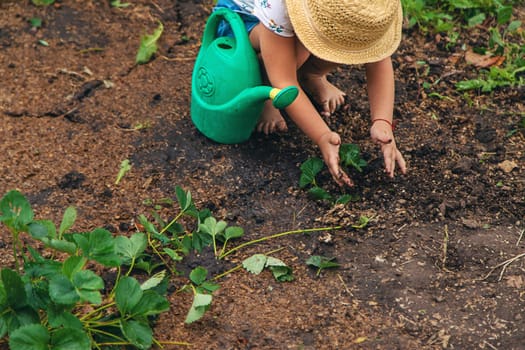 a child plants strawberries in the garden. Selective focus. nature.