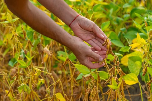 soybeans in the hands of a farmer on the field. Selective focus. Nature.