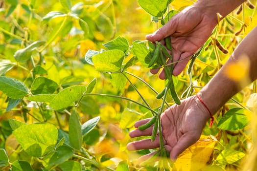 soybeans in the hands of a farmer on the field. Selective focus. Nature.