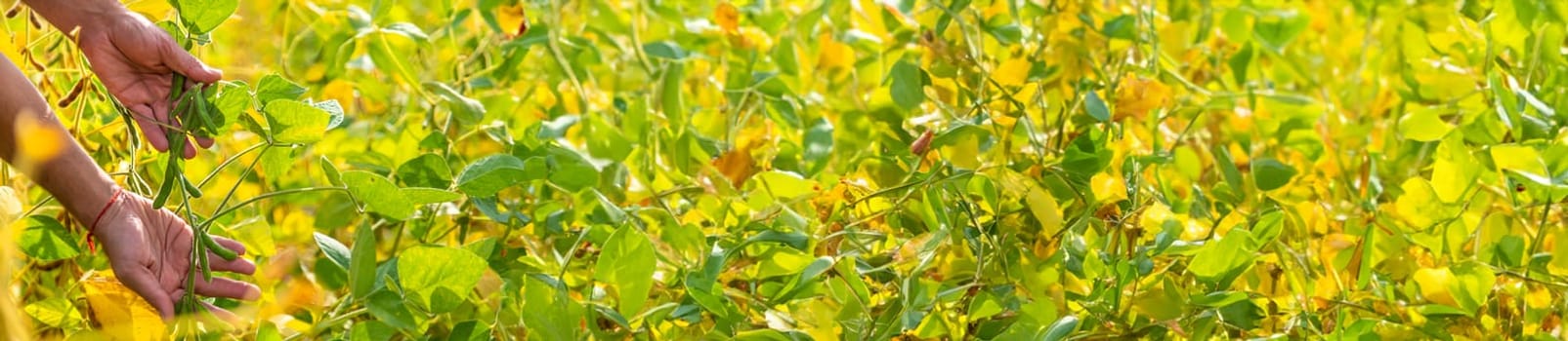 soybeans in the hands of a farmer on the field. Selective focus. Nature.