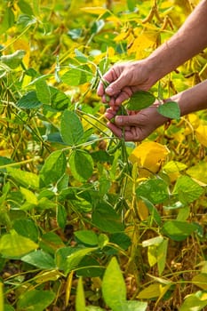 soybeans in the hands of a farmer on the field. Selective focus. Nature.