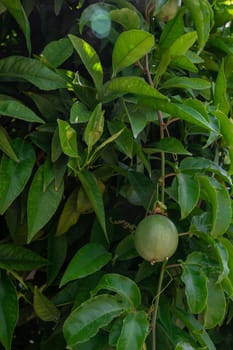 Passion fruit maracuja growing on the tree in the garden, beauty summer day