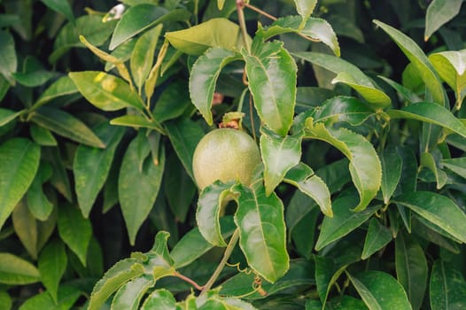 Passion fruit maracuja growing on the tree in the garden, beauty summer day