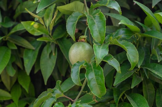 Passion fruit maracuja growing on the tree in the garden, beauty summer day
