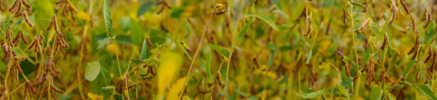 soybean grows on the field. Selective focus. nature.