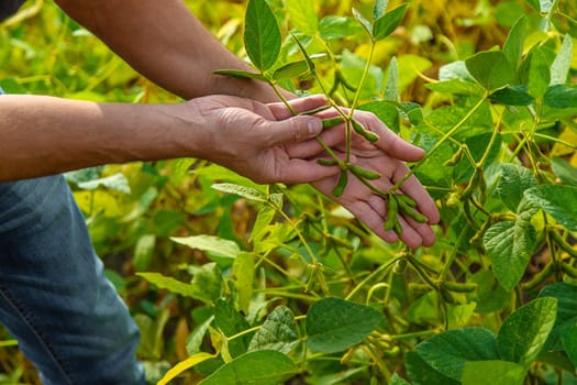 soybeans in the hands of a farmer on the field. Selective focus. Nature.