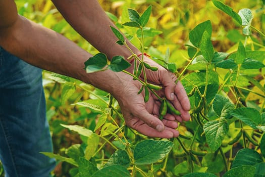 soybeans in the hands of a farmer on the field. Selective focus. Nature.