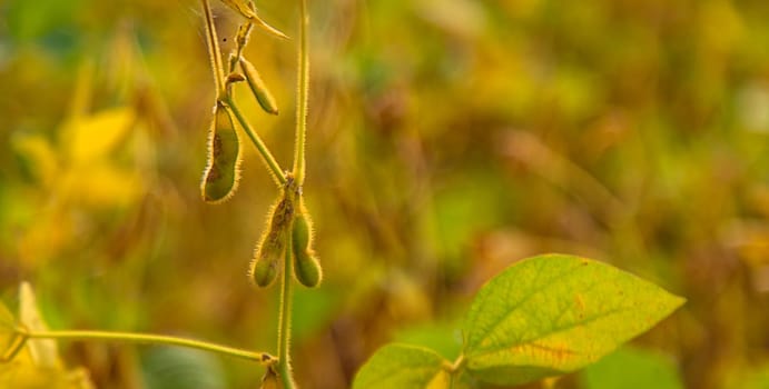 soybean grows on the field. Selective focus. nature.