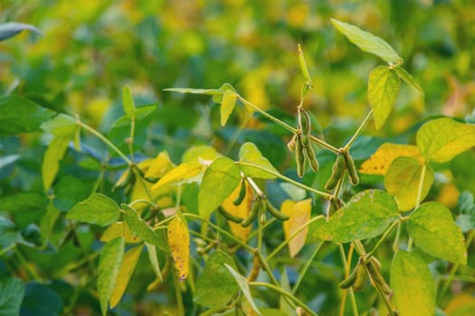 soybean grows on the field. Selective focus. nature.