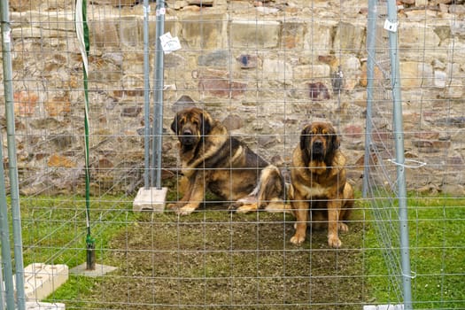 Two large dogs, one with a brown coat and the other black, are sitting side by side behind a wire fence. The dogs appear calm and alert as they watch their surroundings.