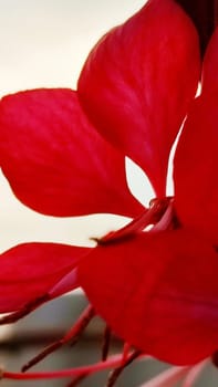red scarlet petals flower, flora, botany plant. High quality photo
