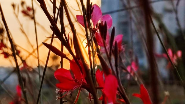 red scarlet petals flower, flora, botany plant. High quality photo