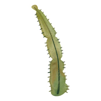 Cactus. Plants for the home. Floriculture. Desert flora. Isolated watercolor illustration on white background. Clipart