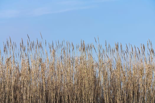 detail of a reed thicket by the sea