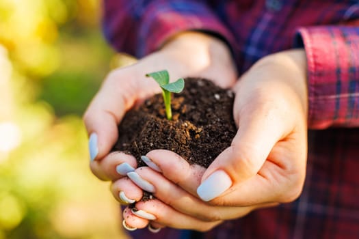 Close-up of nurturing hands cradling soil with a sprouting plant, symbolizing growth and environment care.