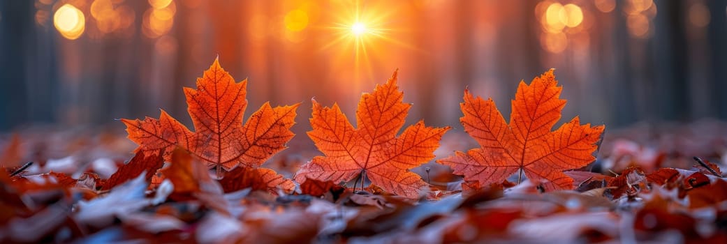 Three red leaves are sitting on the ground in front of a sun
