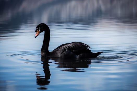 Black swan lake. Wild beauty. Generate Ai