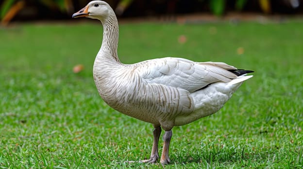 A white goose standing in a field of green grass