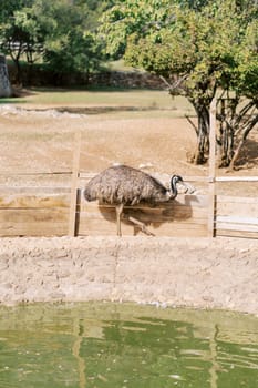 Ostrich walks along the shore of a pond near a fence. High quality photo