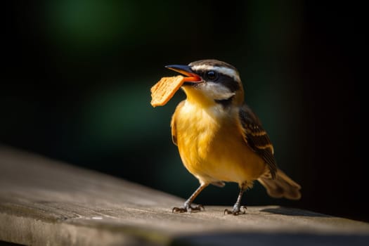 Bird take cracker. Wild nature beak. Generate Ai