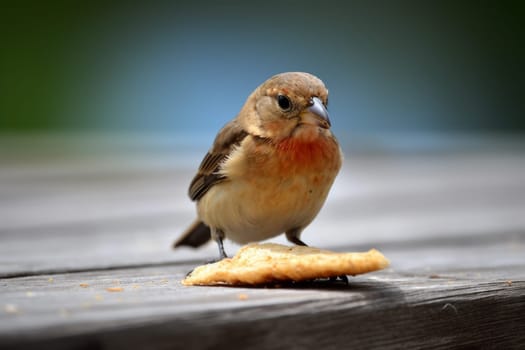 Bird take cracker food. Fauna food. Generate Ai