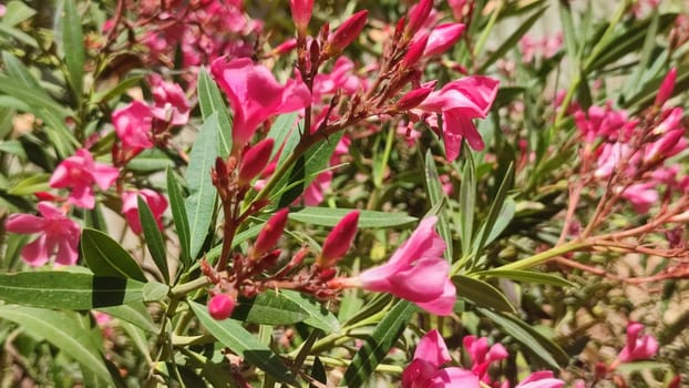 pink wild flowers, plants nature, green leaves. High quality photo