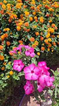 tropical purple and orange flowers summer spring, nature landscape, Asia, botanical garden, plant view. High quality photo