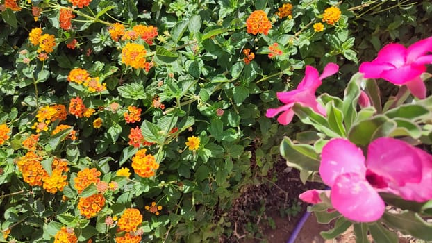 tropical purple and orange flowers summer spring, nature landscape, Asia, botanical garden, plant view. High quality photo