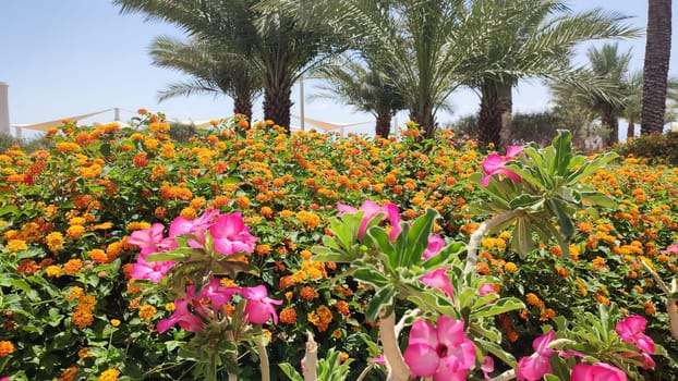 tropical purple and orange flowers summer spring, nature landscape, Asia, botanical garden, plant view. High quality photo