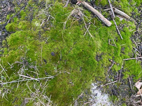 Green moss grew on the ground in a  the forest