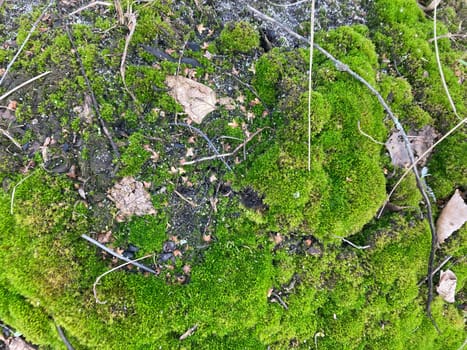 Green moss grew on the ground in a  the forest