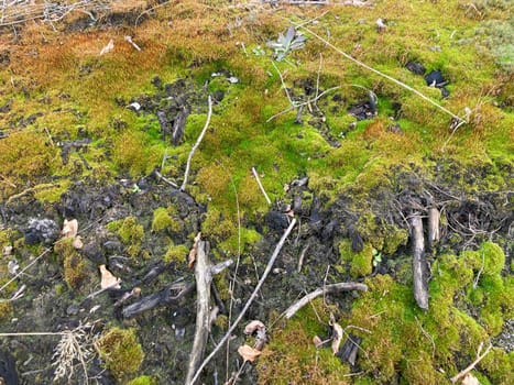 Green moss grew on the ground in a  the forest