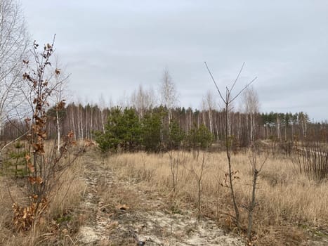 Young forest before the a spring