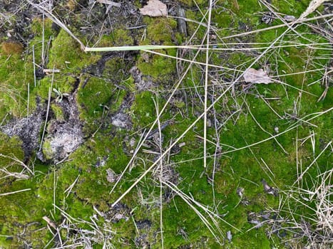 Green moss grew on the ground in a  the forest