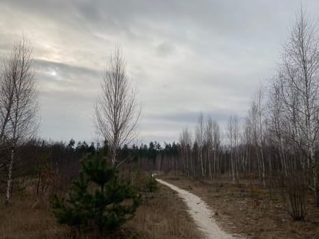 Young forest before the a spring