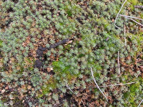 Green moss grew on the ground in a  the forest