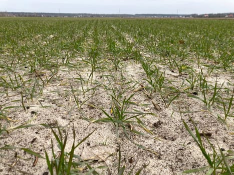 Fields sown with green manure before planting the crops